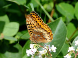 Great-spangled Fritillary (Speyeria cybele)