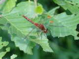 Cherry-faced Meadowhawk (<i>Sympetrum internum</i>)