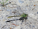 Pale Snaketail (<i>Ophiogomphus severus</i>)