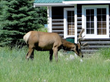 Bull Elk