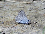 Greenish Blue (<i>Plebejus saepiolus</i>)