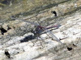 Leucorrhinia sp.