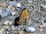 Mormon Fritillary (Speyeria mormonia)