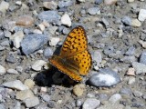 Mormon Fritillary (Speyeria mormonia)