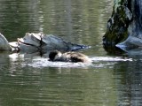 Bufflehead (baby)