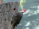 Pileated Woodpecker