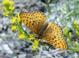 Mormon Fritillary (<i>Speyeria mormonia</i>)