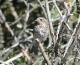 Purple Finch