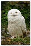 Snowy Owl IV