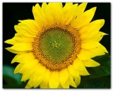 Sunflower II