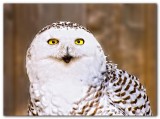 Snowy Owl V