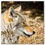 Coyote Close-Up II