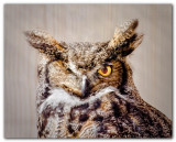 Great Horned Owl