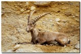 Alpine Ibex