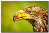 Juvenile Bald Eagle II