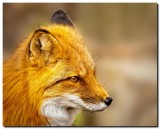 Red Fox Close-Up
