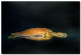 SPINY SOFTSHELL TURTLE