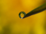 Dandelion in drop/Paardebloem in druppel