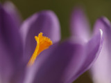 Tomasinis crocus/Boerenkrokus