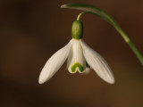 Snowflake/Winterklokje