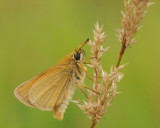 Essex Skipper/Zwartsprietdikkopje 