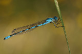 Common blue damselfly/Watersnuffel