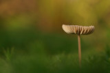 Mycena spec 