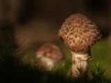 Honey mushroom/Honingzwam