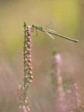 Small spreadwing/Tengere pantserjuffer