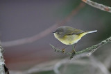 O-c. Warbler