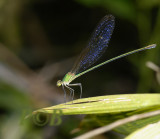 V. gracilis female