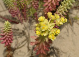 Zeewolfsmelk, Euphorbia paralias