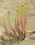 Zeewolfsmelk, Euphorbia paralias
