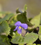 Viola odorata, maarts viooltje