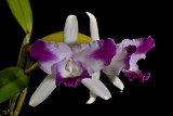 Cattleya intermedia x skinnerii