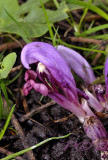 Paarse schubwortel (prachtschubwortel) Lathraea clandestina, Zaandam  A 8