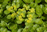 Paarbladige goudveil, Chrysosplenium oppositifolium