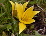 Tulipa urumiensis