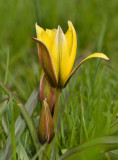 Tulipa urumiensis