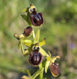 Spinnenorchis, Ophrys sphegodes 