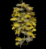 Baptistonia echinata