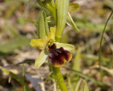 Ophrys araneola