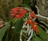 Alamania punicea, flowers about 5 cm