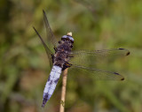 Bruine korenbout man, libellula fulva