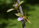 Eulophia graminea, Laos