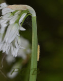 Kantige look, Allium angulosum, bloemsteel 3-hoekig