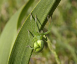Groene jachtspin, Micrommata virescens