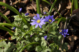 Blauwe anemoon, Anemone apennina