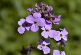 Hesperis matronalis, Damastbloem