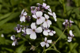 Hesperis matronalis, Damastbloem, waardplant voor o.a. het Oranjetipje